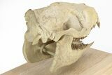 Fossil Oreodont (Merycoidodon) Skull on Base - South Dakota #217200-10